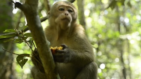 Monkey eating fruit in nature forest