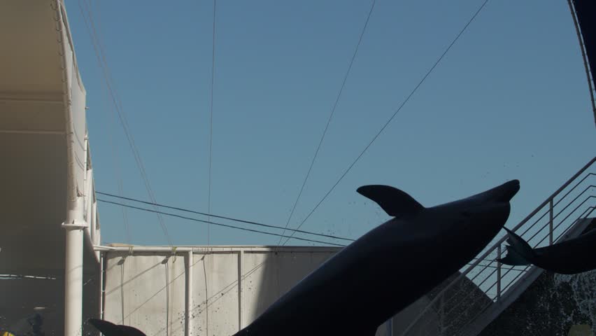 dolphins in the aquarium jump to the hanging balls