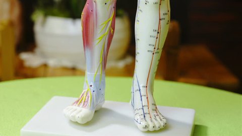 Acupuncture energy meridians doll turning around while tilting close-up HD. Model of a man doll in focus for medical use with the energy meridians and acupuncture spots marked.