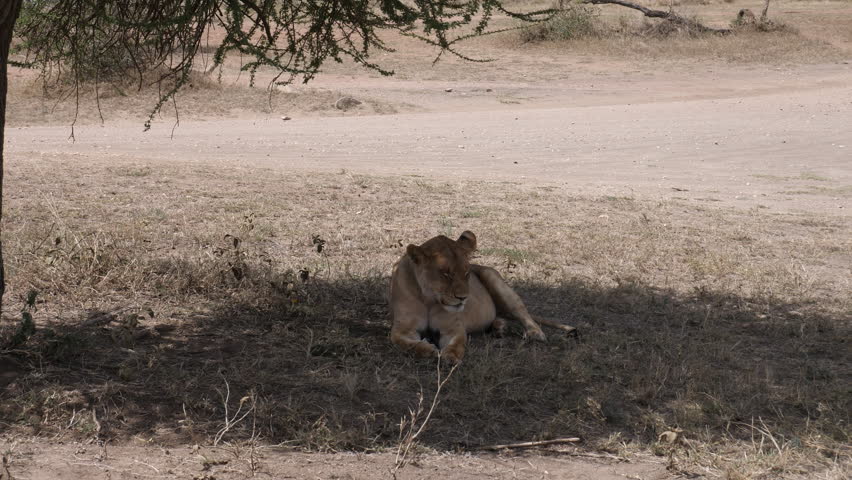 Lion, pregnant Lioness alone in the Shadow. Serengeti, Tanzania, Africa. 4 K, 59,94 fps | Shutterstock HD Video #1020346699