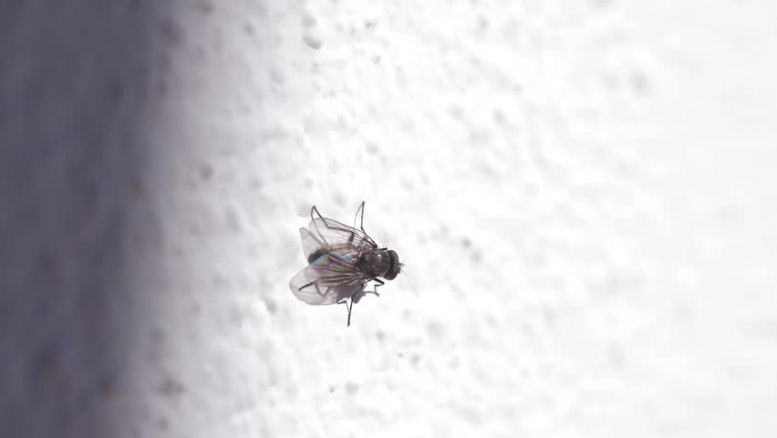 fly close up macro