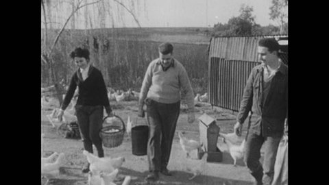 1950s: Man pours feed into container. Chickens peck at feed. Two men and woman walk through flock of chickens. Hogs eat from trough.
