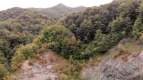 Aerial woods footage