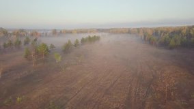 Forest clearing margin morning with myst aerial video
