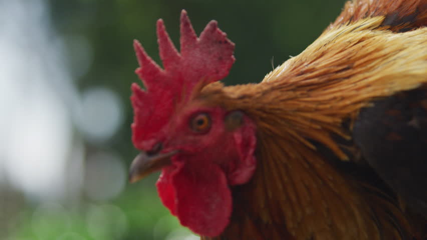 Rooster portrait close-up