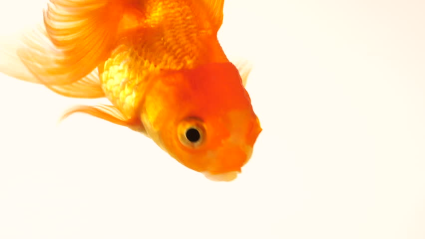 Single adult goldfish with fins swimming in aquarium isolated on white background. The fish float in the water column. Close up view footage. Animal pets concept. 4k. | Shutterstock HD Video #1020367327