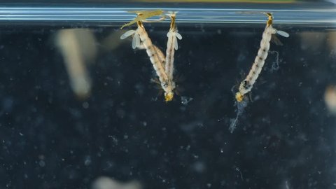 Mosquito, Larvae and Pupae in polluted water in laboratory for education.