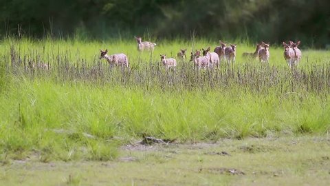 Spotted Deer small group running in grass in Bardia national park, Nepal - specie Axix axis family of Cervidae