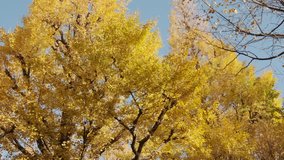 Row of ginkgo tree with yellow leaves in autumn, Tokyo, Japan
