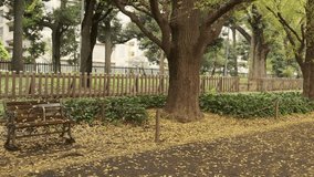 Wooden bench under ginkgo tree, Tokyo, Japan