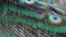 Colorful peacock feathers,Shallow Dof.
