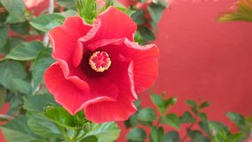 Close up video of Red Hibiscus flower on Red back ground, flower moving along wind