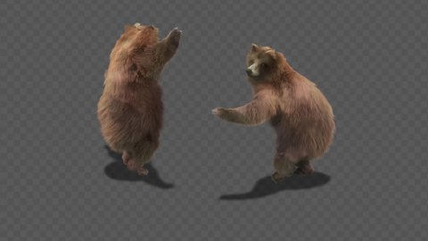 bear CG fur 3d rendering animal realistic CGI VFX Animation  Loop alpha dance composition 3d mapping, With Alpha Channel