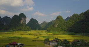 Aerial view of Vietnam landscape. Yellow rice field in village at Cao Bang, Vietnam. Royalty high-quality free stock video footage of beautiful yellow rice fields prepare the harvest in many mountains