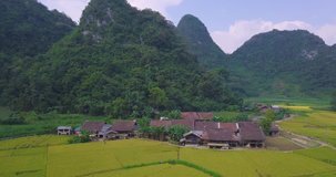 Aerial view of Vietnam landscape. Yellow rice field in village at Cao Bang, Vietnam. Royalty high-quality free stock video footage of beautiful yellow rice fields prepare the harvest in many mountains