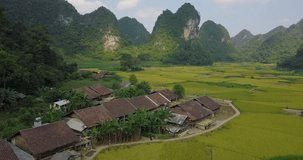 Aerial view of Vietnam landscape. Yellow rice field in village at Cao Bang, Vietnam. Royalty high-quality free stock video footage of beautiful yellow rice fields prepare harvest and village mountains