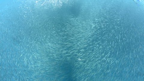 Yellowfin Tuna feeding on bait fish,in Venezuela,Caribbean Sea.