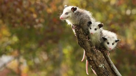 Virginia opossum, cute babies in fall Agnieszka Bacal.