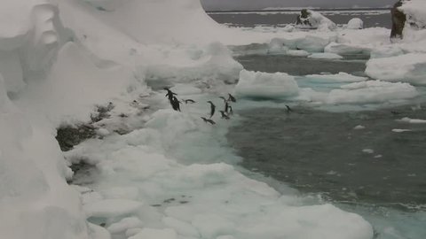 group of adelis penguins that go to the icy coast of the antarctic island