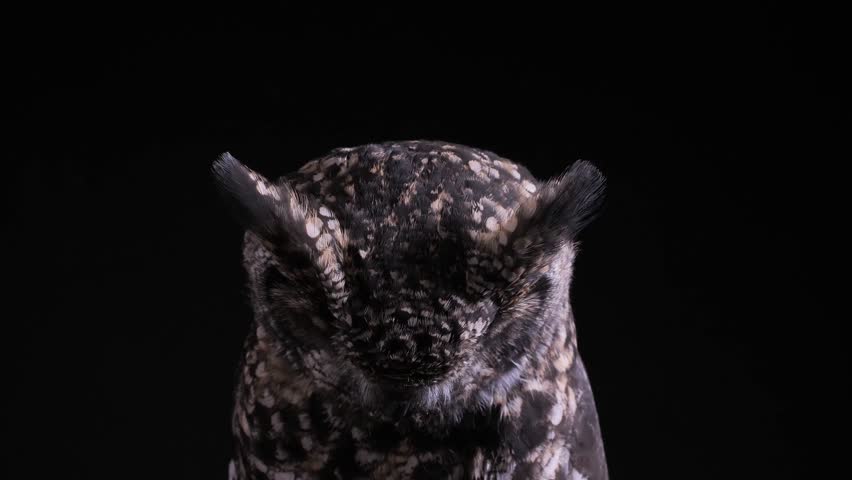 spotted eagle owl as a studio shot with black background, owl looks to floor and suddenly into the camera, after that owl looks around