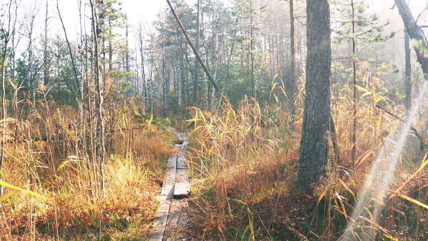 Path Through Woodland Swamp, Autumn, Smooth Motion
