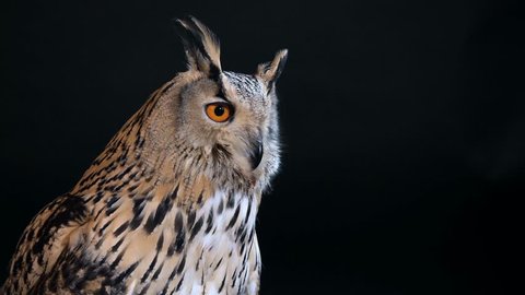 a sibirian eagle owl as a studio shot with black background, owl close up, turning the head around, watching in different directions, video with audio