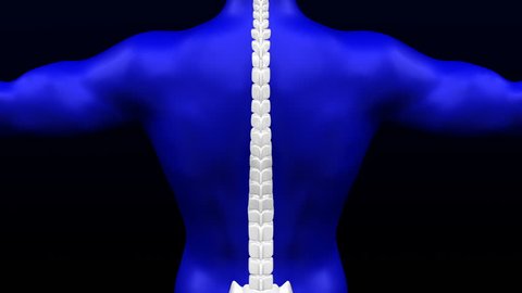 Middle back pain. Red blinking on the backbone. Loopable. Luma matte. 3D rendering.