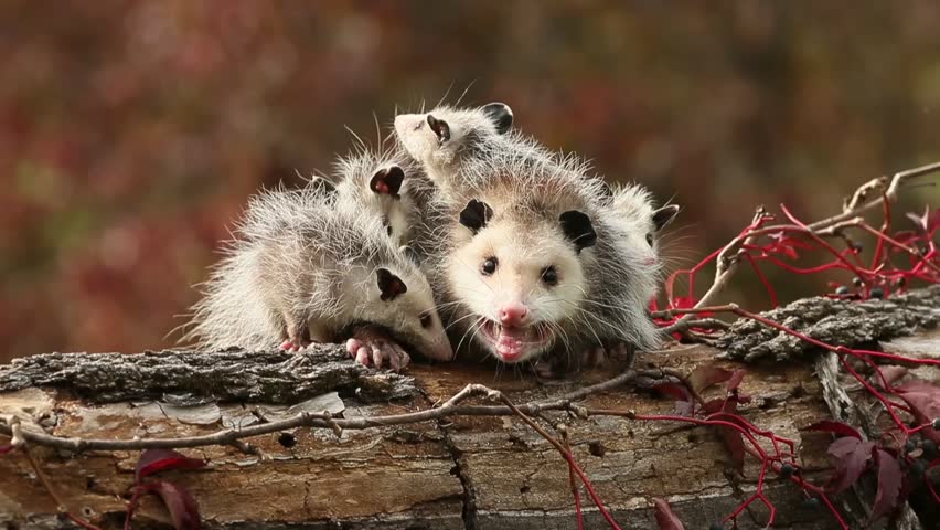 Virginia opossum female with young on her back Agnieszka Bacal. Royalty-Free Stock Footage #1020412444