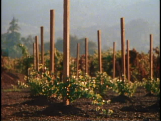NAPA, CALIFORNIA, 1979, Napa Valley, close up, backlighting, poles, grape vines