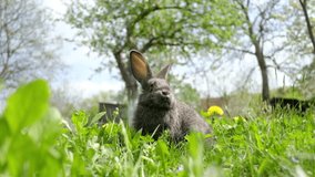 Small grey rabbit in green grass closeup. 4K video