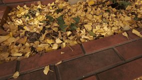 Fallen ginkgo leaves on red brick wall.