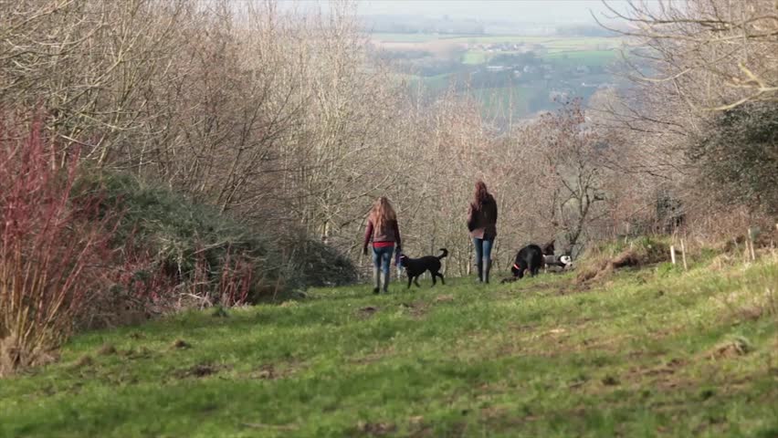 Wide-angle shot of two women walking dogs in the park
 | Shutterstock HD Video #1020425815
