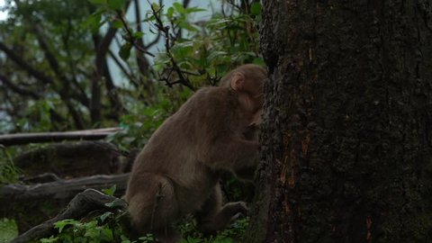 Wild monkey behind a tree