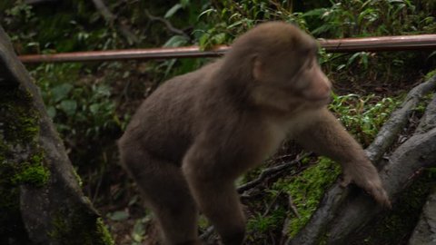 Young wild monkey in Chinese forest