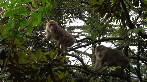 Two wild monkeys in a tree, male and female (Tibetan macaque)