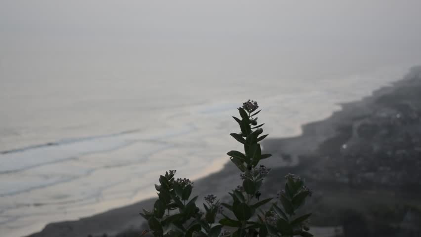 wind blown flowers, with beach views in the afternoon