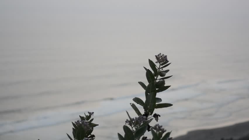wind blown flowers, with beach views in the afternoon