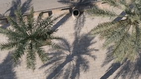 Drone flies in the middle of date tree palm and lands towards a pavement