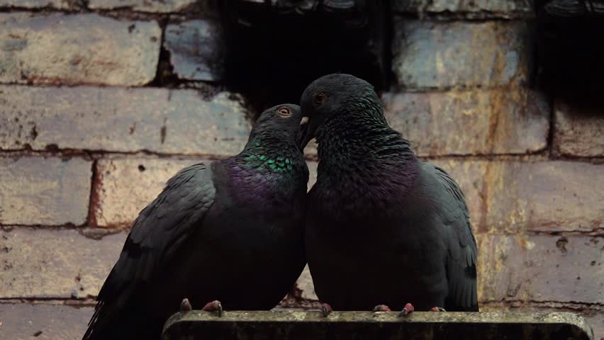 Two Pigeons Feeding Each Other