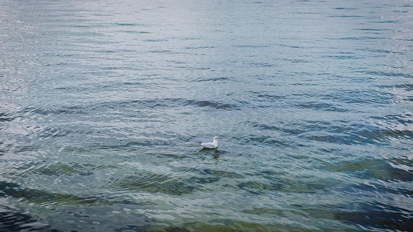 Seagull relxing in a lake.