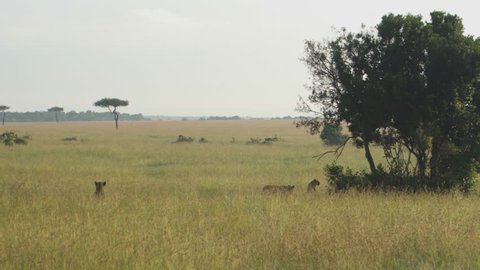 Lions lounging in the tall grass of Mara Maasai national park as a bird fly's above them