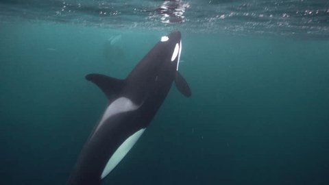 orcas hunting for herrings in the fjords of northern norway