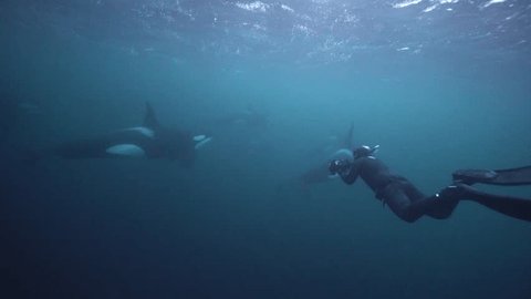orcas hunting for herrings in the fjords of northern norway