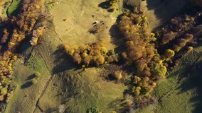Flying above autumn forest. 4k drone video