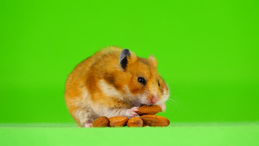 almond hamster