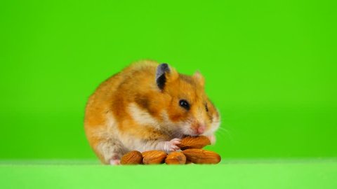 hamster eats the bones of almond on a green screen