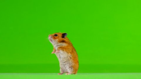 hamster is standing on a green background