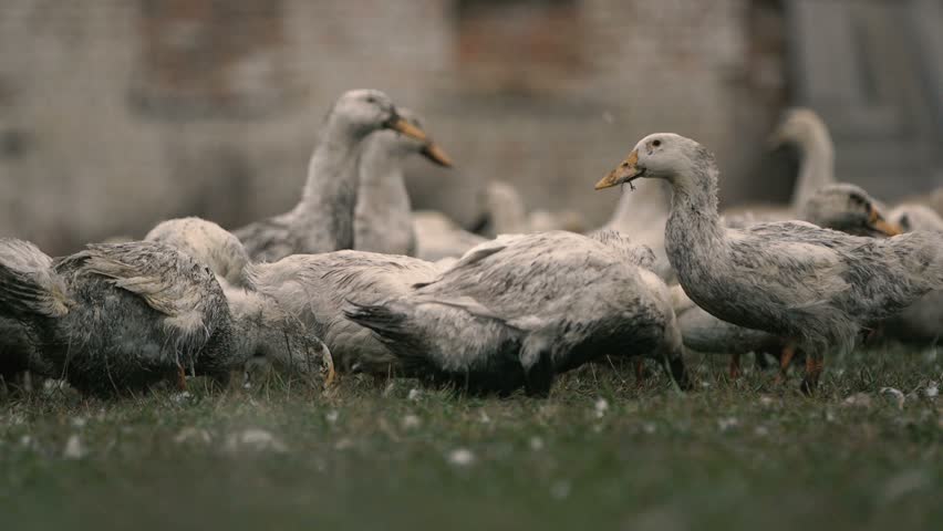 Active white ducks gazing grass together on a green area with fluff