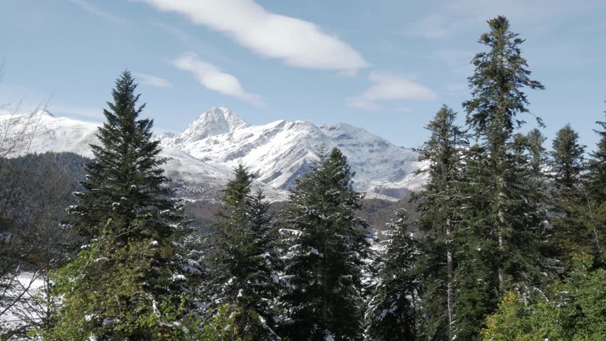 fir trees in french pyrenees mountains with Pic du Midi de Bigorre in background