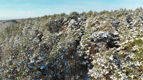 Sunny Winter Day, Aerial Video 4K. Drone Flying Over Snow Forest. Nature In Winter Concept. F